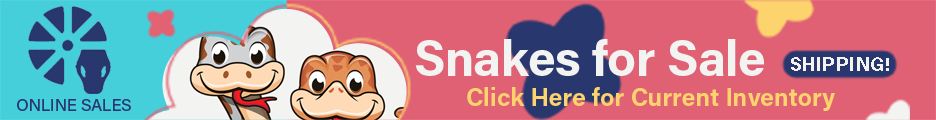 Click here to view our current inventory of adorable baby snakes!